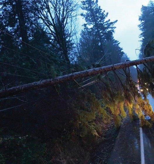 At approximately 8:15 a.m., Brinnon Fire Department stated via social media that a PUD crew was on their way to a fallen tree at milepost 308 on Hwy. 101.